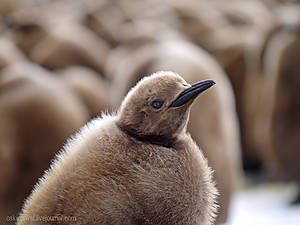 пингвина можно в рукопашной 
взять в плен, а можно и убить, 
но на колени не поставить
их нет у этих гордых птиц