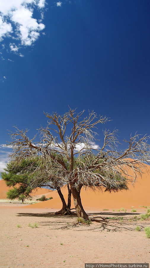 Оранжевые дюны Соссусфлея Парк Намиб-Науклуфт, Намибия