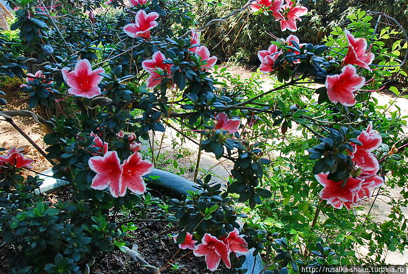 Монастырский сад с уникальным нефритовым цветком