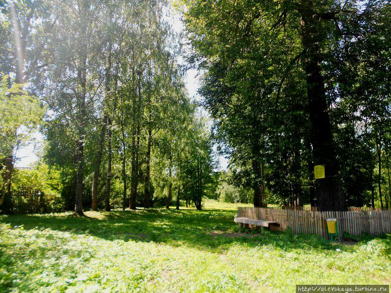 Вот липа уже нашлась! Вологодская область, Россия Вот липа уже нашлась! Вологодская область, Россия