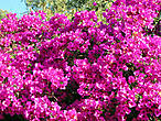 Бугемвилия цветет круглый год но весной особенно пышно.