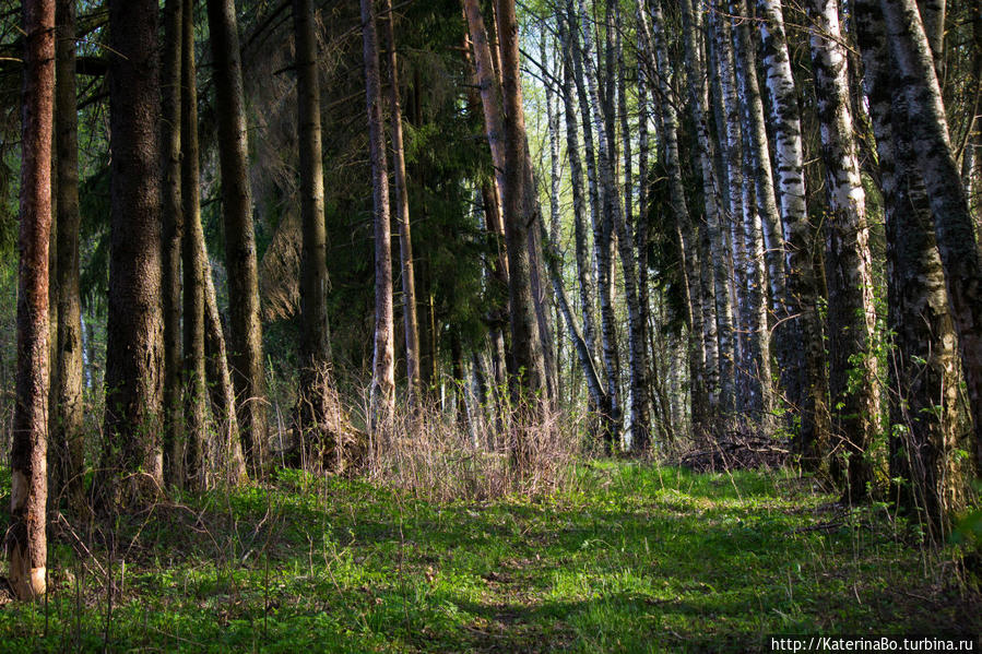 Для чего не стоит сидеть дома в первомай Истра, Россия Для чего не стоит сидеть дома в первомай Истра, Россия
