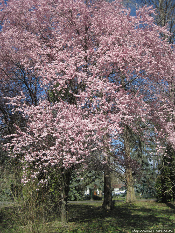 Деревья окутали себя белой и розовой дымкой, словно невеста фатой Хевиз, Венгрия