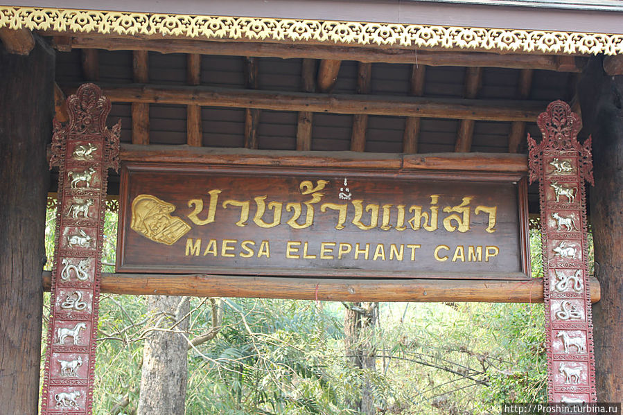Чиангмай, 6-день, Слоновий питомник Чиангмай, Таиланд
