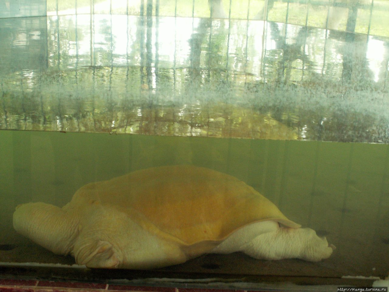 г.Хошимин. Змеиная ферма Донгтам. Черепаха без панцыря Хошимин, Вьетнам
