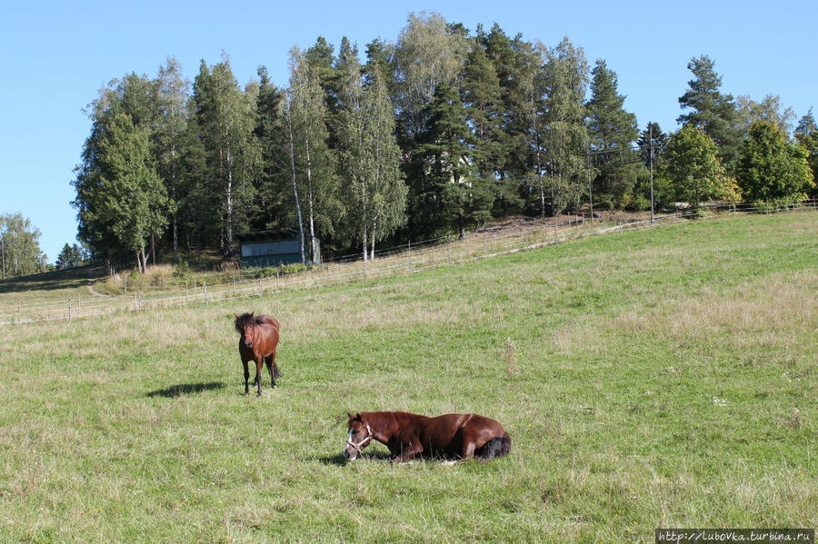 Финские лошади или Удивило, умилило и порадовало — 4 Хамина, Финляндия