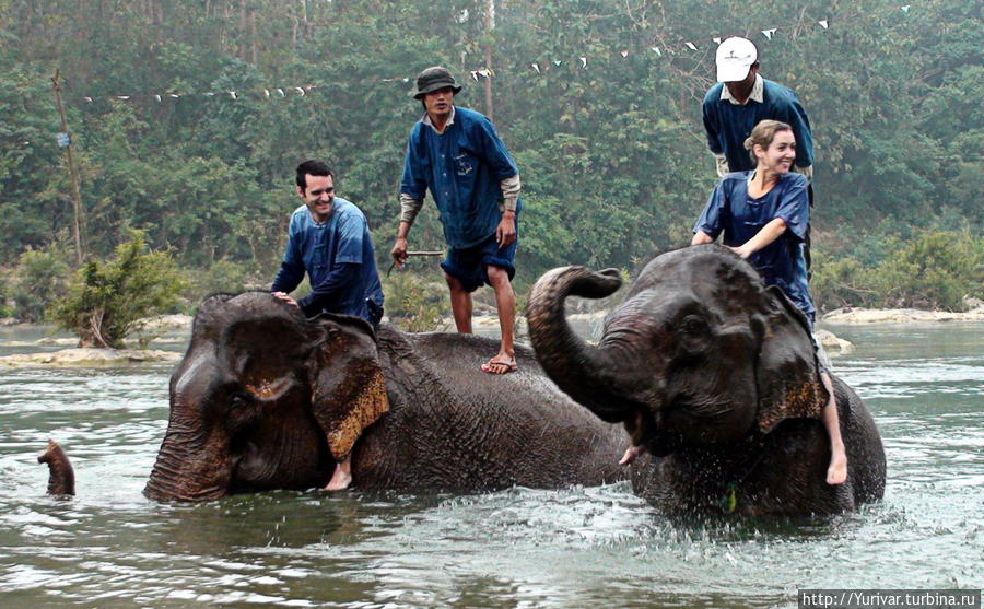 Купание слонов утром — обязательная процедура Луанг-Прабанг, Лаос