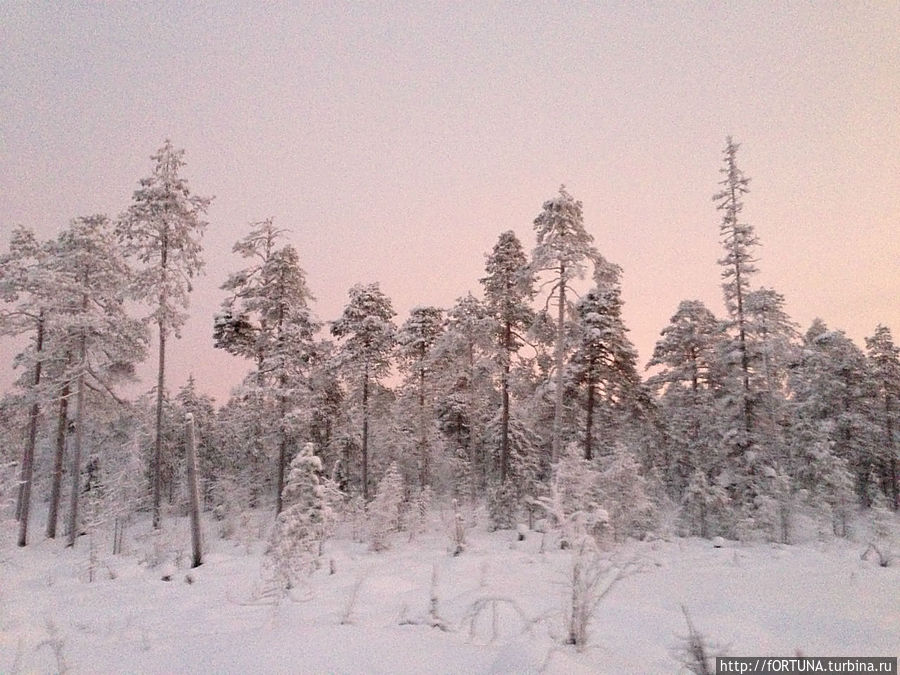Чародейкою Зимою   околдован, лес стоит Республика Карелия, Россия