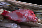 Red Snapper – Красный морской окунь. Одна из моих любимых рыб – очень вкусная и полезная.