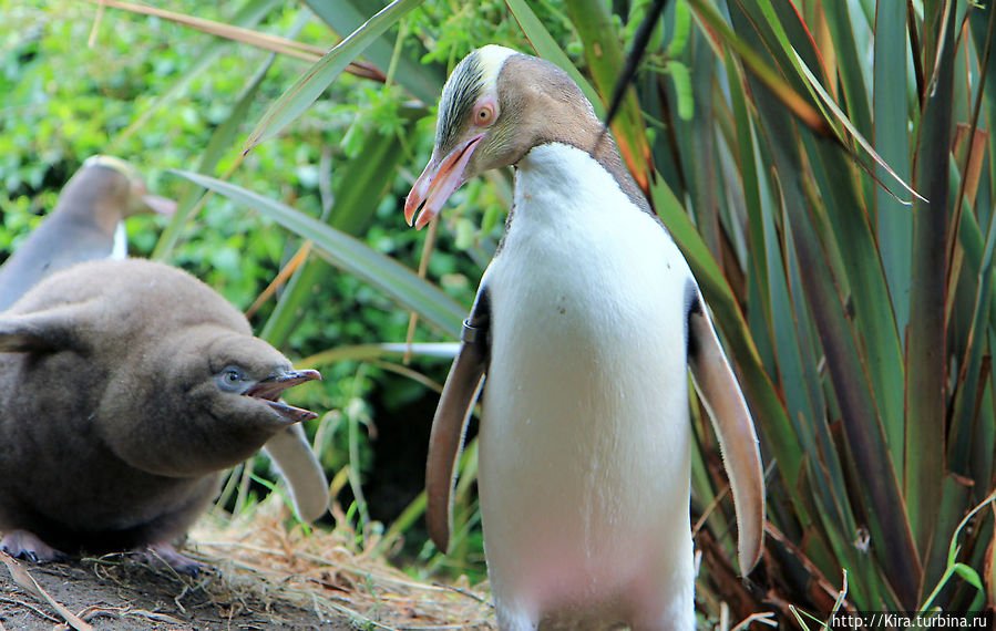 Otago Peninsula, Penguins Otago Peninsula, Penguins