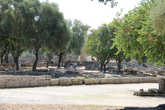 За деревьями восстановленная колонна храма Зевса