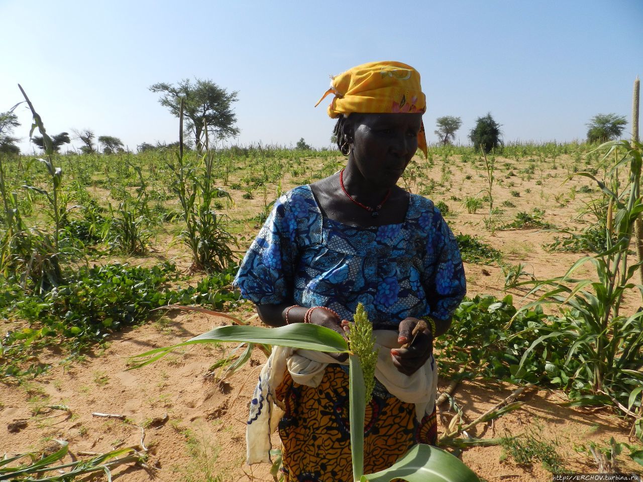 Как Африка стала чёрной Как Африка стала чёрной