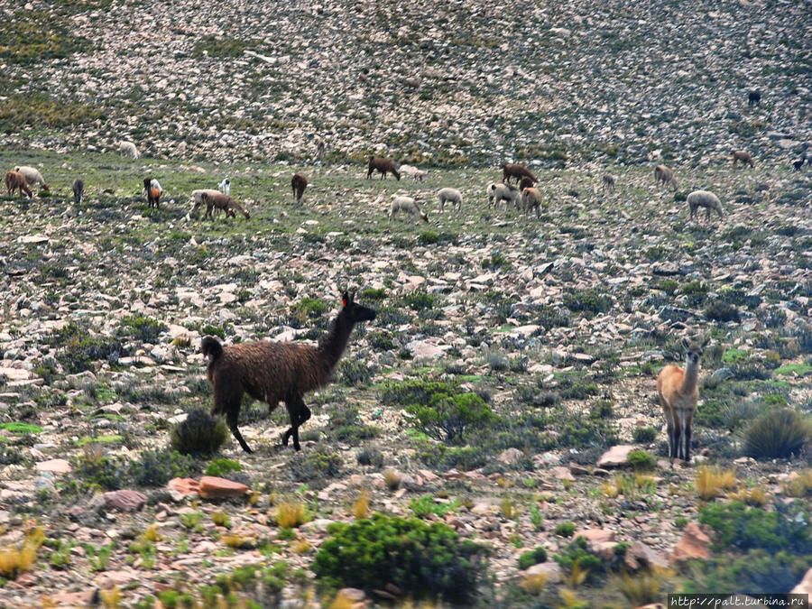 Достояние Перу — гуанако, викуньи, ламы и альпаки Регион Куско, Перу Достояние Перу — гуанако, викуньи, ламы и альпаки Регион Куско, Перу