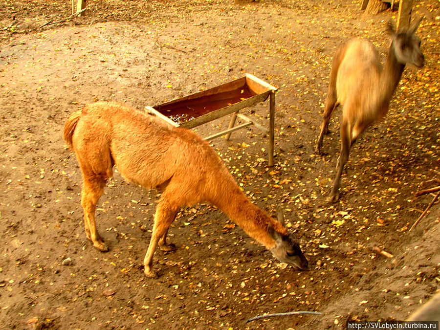 Зоопарк на Кок-Тобе Заилийский Алатау (горный хребет), Казахстан
