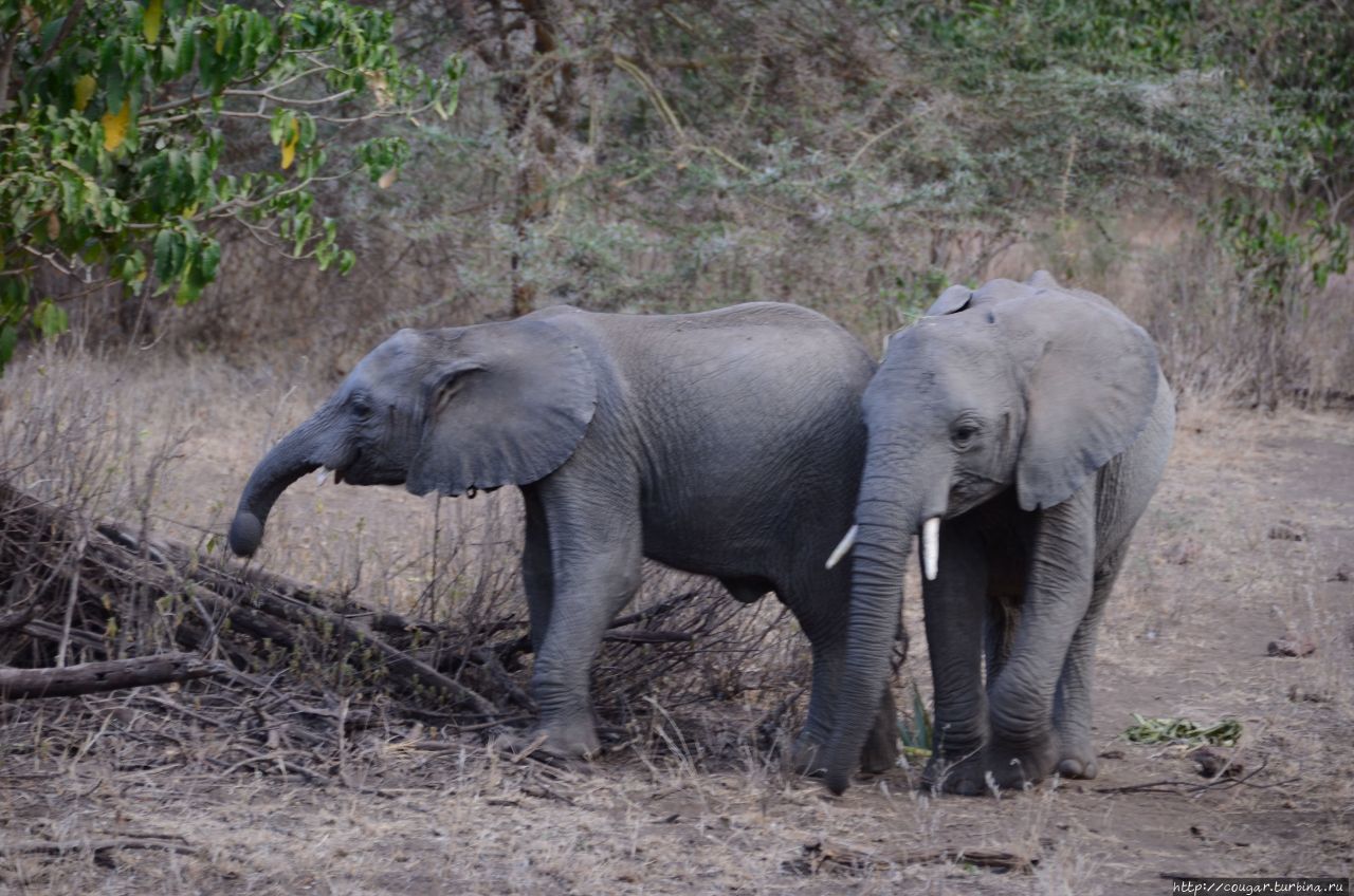 слоны (оказались небольшими). Нгоронгоро (заповедник в кратере вулкана), Танзания