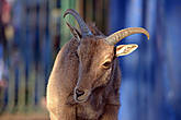 Горный козел в зоопарке Долина птиц в Агадире