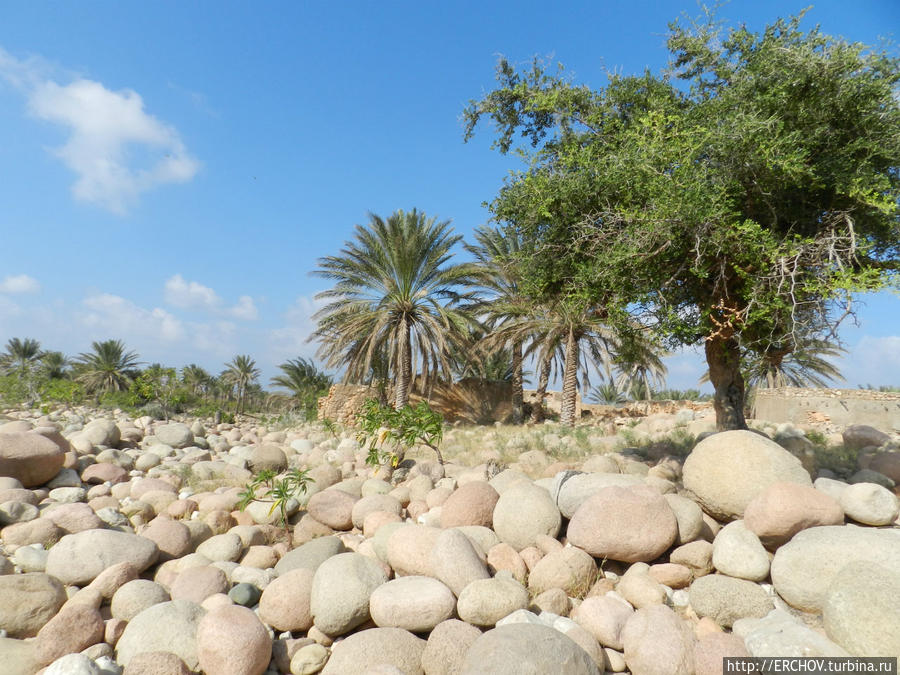 Удивительная Сокотра. Ч-3. Растительный мир Сокотры Остров Сокотра, Йемен