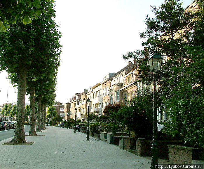 Чудо дерево Брюссель, Бельгия Чудо дерево Брюссель, Бельгия