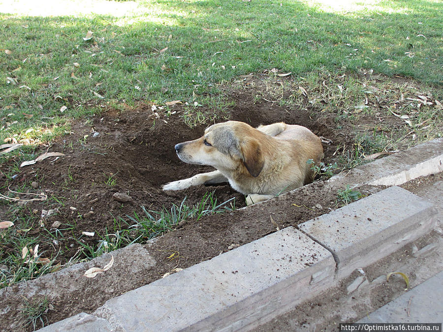 Кошечки, собачки и прочая живность в Бодруме Бодрум, Турция Кошечки, собачки и прочая живность в Бодруме Бодрум, Турция