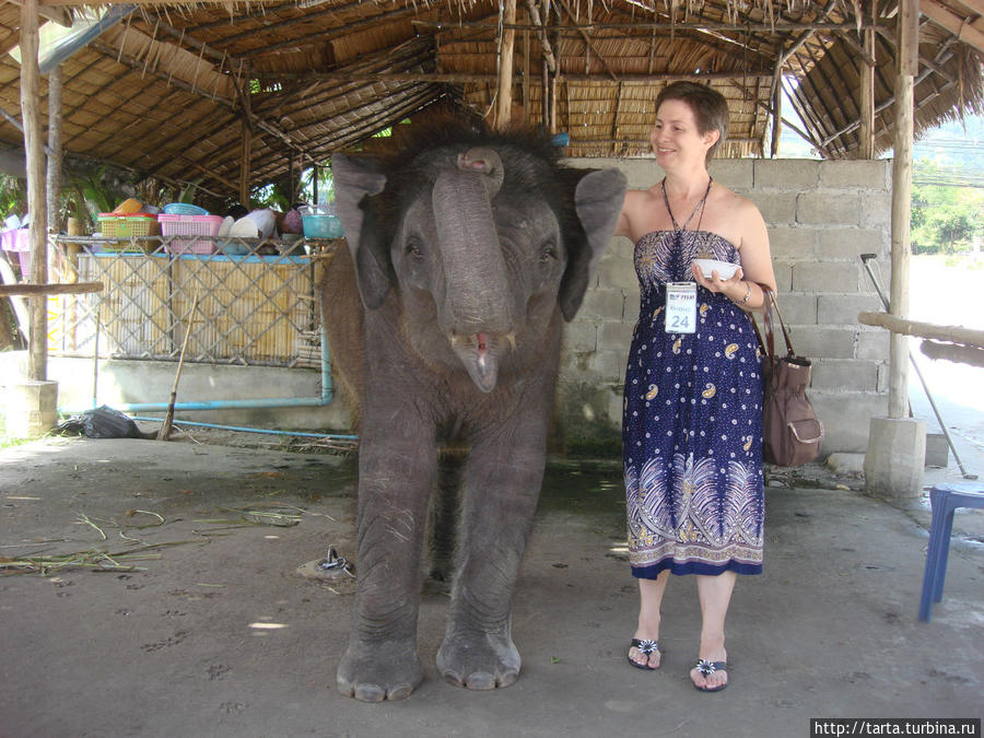 О слонах с любовью и восторгом! Пхукет, Таиланд