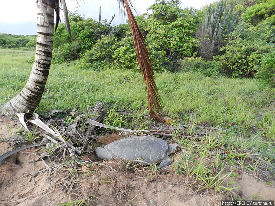 Дальние страны. Часть 21. Удивительные черепахи Округ Маровийн, Суринам