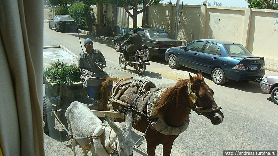 Лошадь и осёл в одной упряжке Лошадь и осёл в одной упряжке
