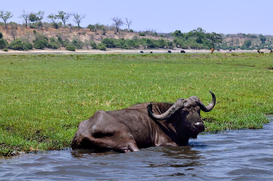 Старая буйволица Национальный парк Чобе, Ботсвана