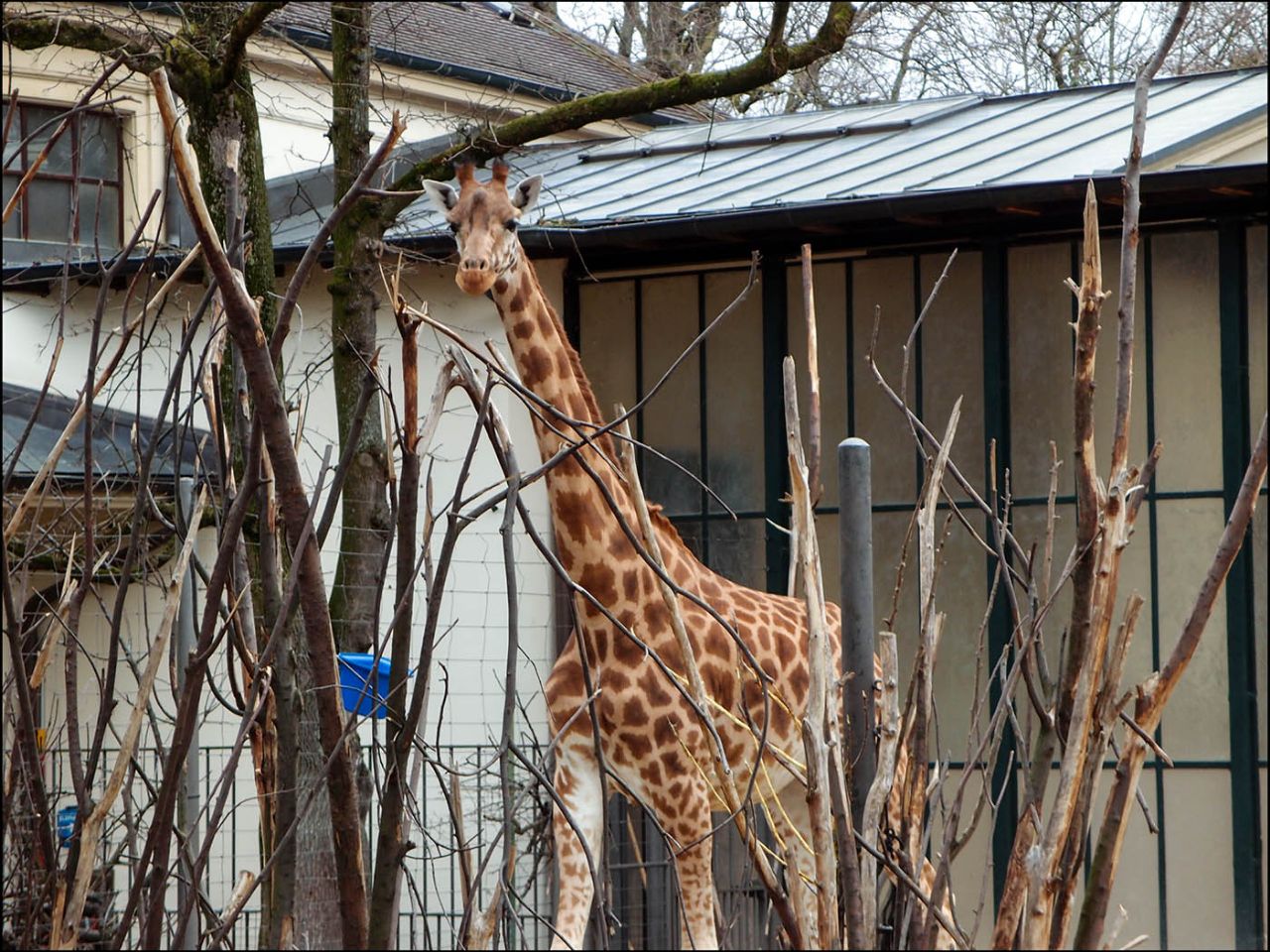 Базельский зоопарк Базель, Швейцария