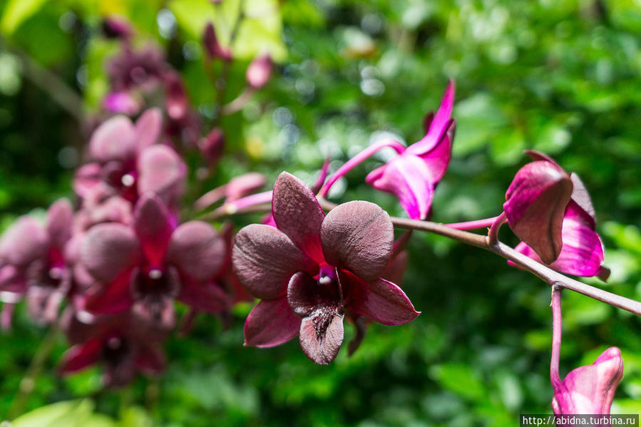 Самый-самый Сад орхидей в Сингапуре Сингапур (город-государство)