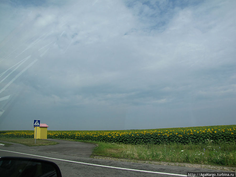 Заливные поля по дороге в Киев Киев, Украина
