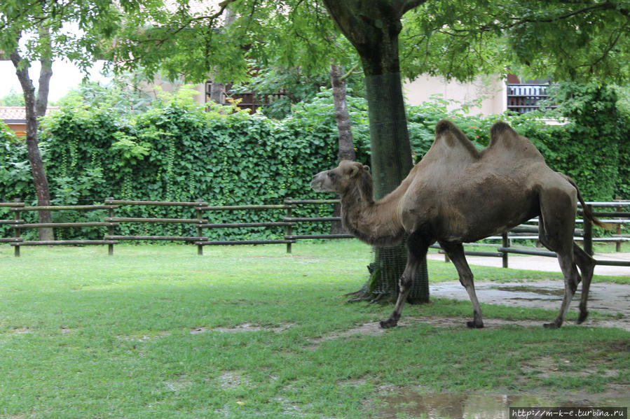 Зоопарк Пунта Верде Линьяно-Саббиадоро, Италия