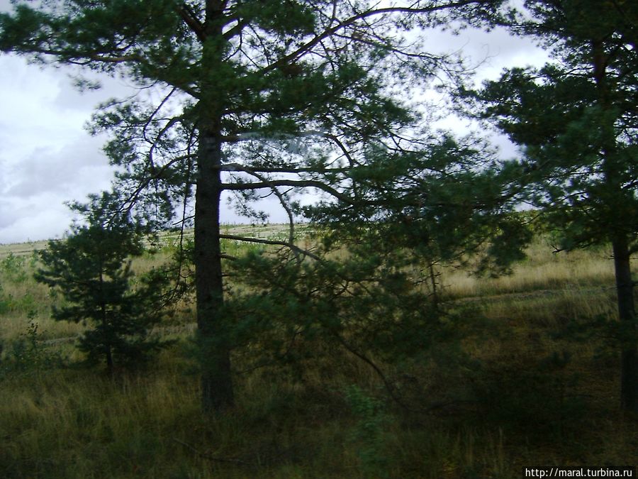 Вечнозелёный мир Куршской косы Неринга, Литва