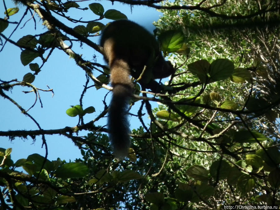 Лемуры — доказательство, что ты был на Мадагаскаре Ранумафана Национальный Парк, Мадагаскар