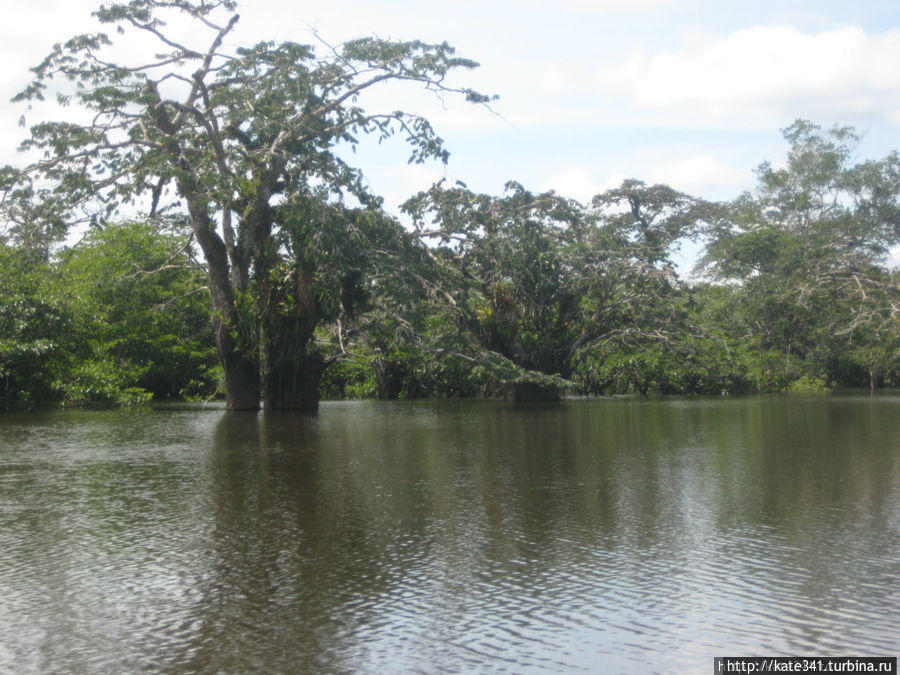 Наедине с природой в джунглях Куябено Лаго-Агрио, Эквадор