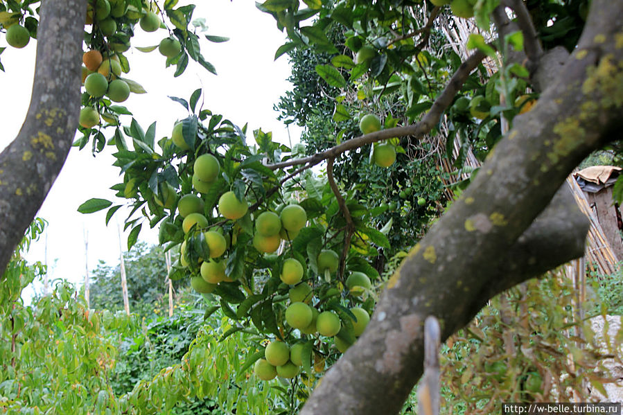 Мандарины — клементинки, вот такие зеленые, но уже спелые. Мандарины — клементинки, вот такие зеленые, но уже спелые.