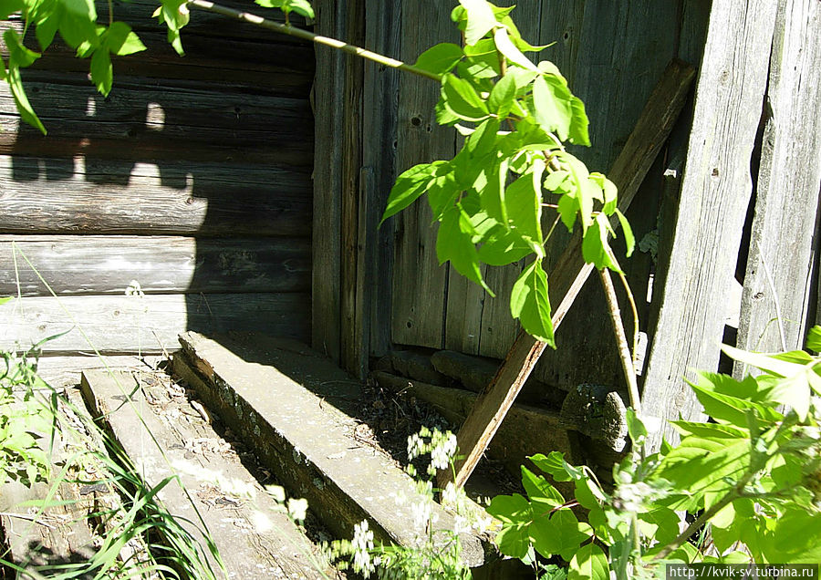 Крылечки когда-то насиженные Крылечки когда-то насиженные