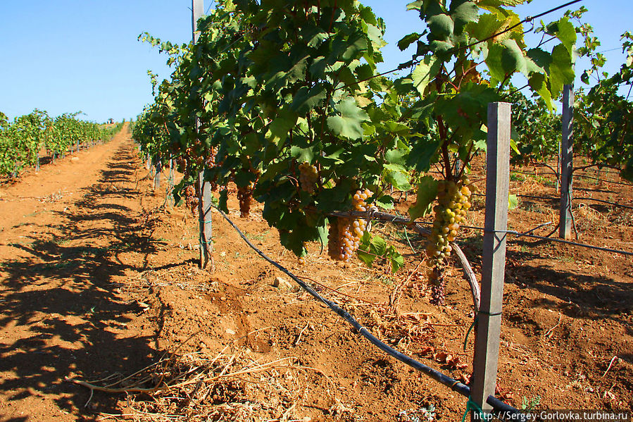 Золотая Амфора 2012 Песчаное, Россия Золотая Амфора 2012 Песчаное, Россия