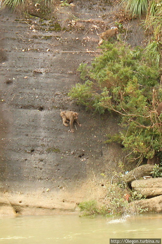 Обезьянки бегают по скалам у реки Обезьянки бегают по скалам у реки