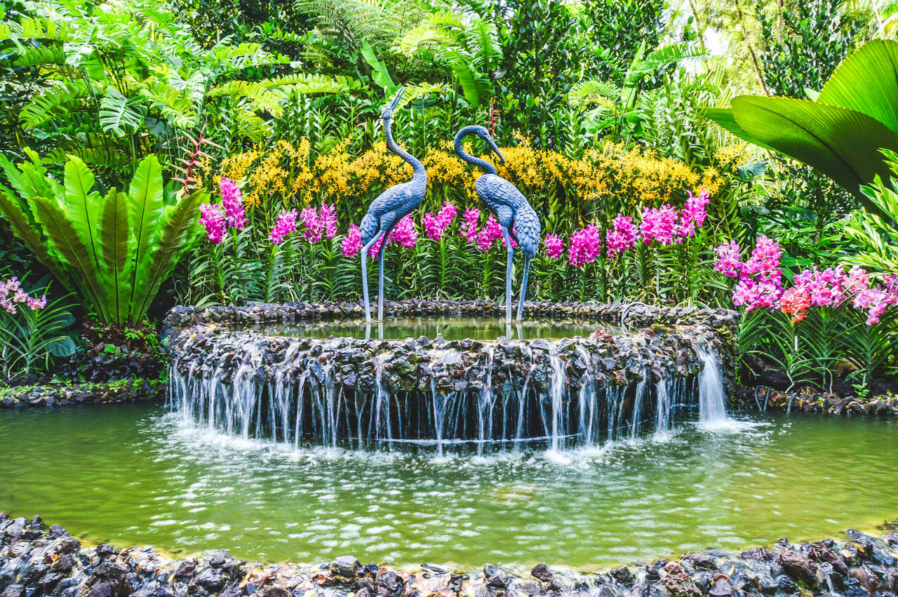 Ботанический сад Сингапура / Singapore Botanic Gardens