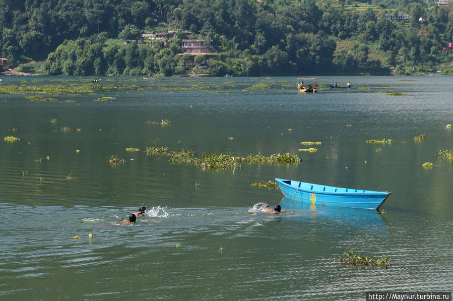 Мальчишки   вплавь   добираются   до  лодки. Покхара, Непал