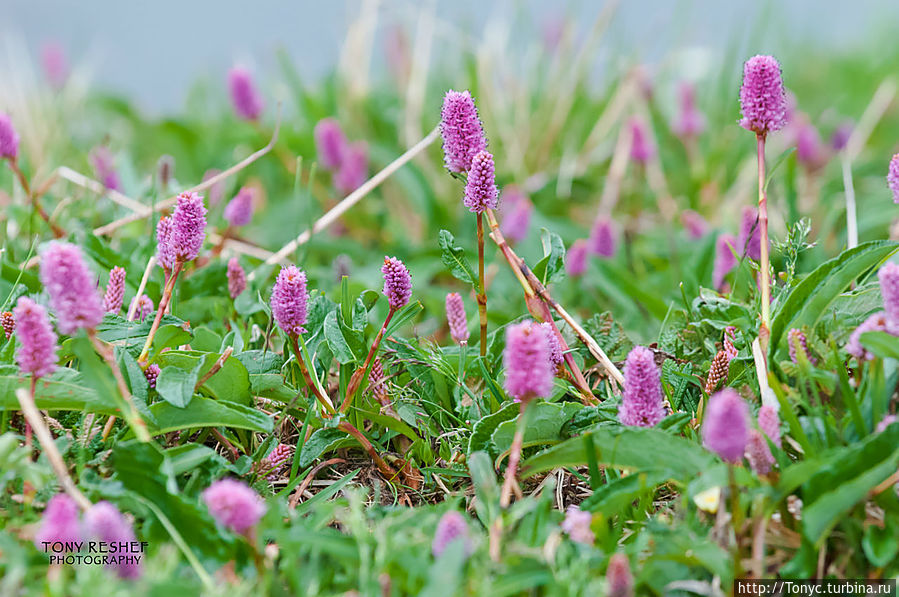 Летние цветочки, хоть что-то цветное Летние цветочки, хоть что-то цветное