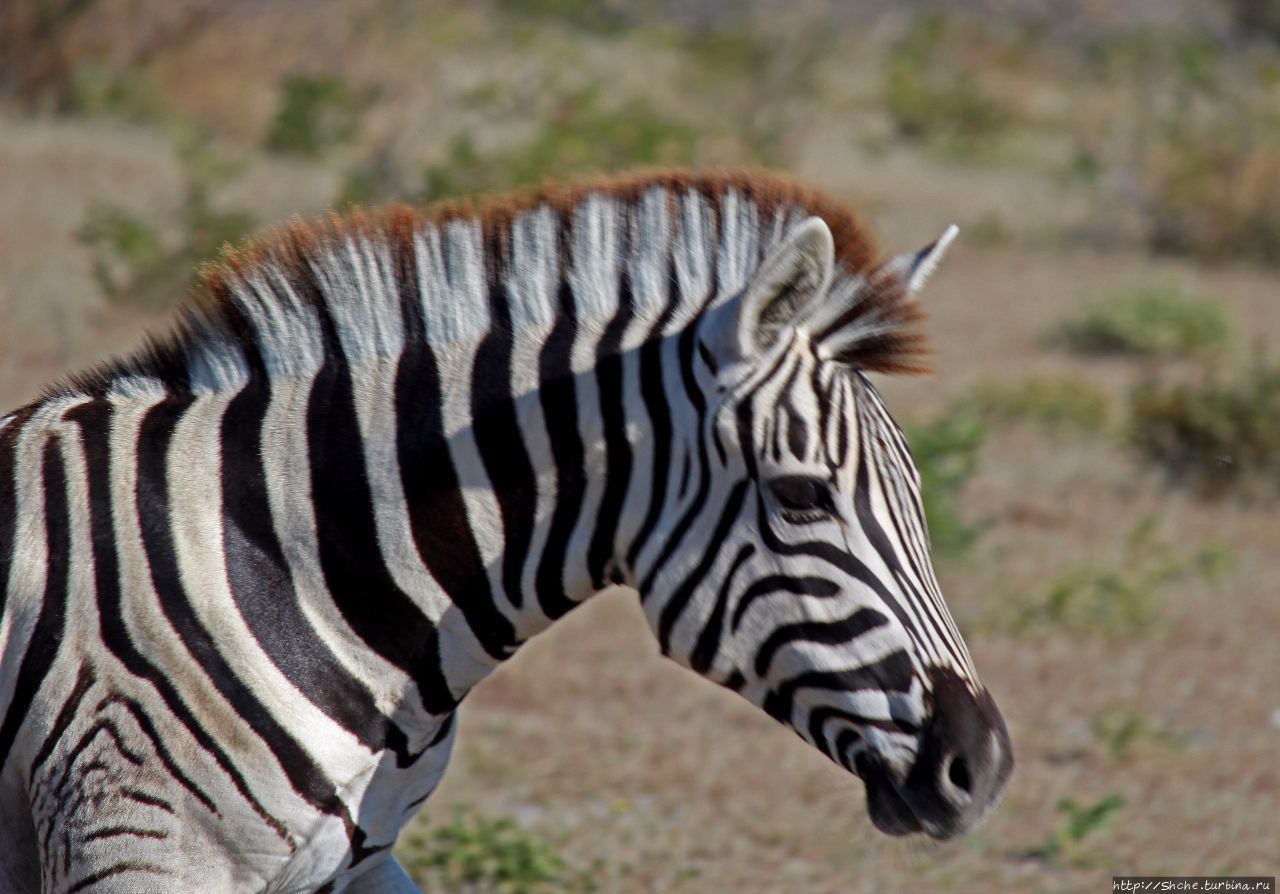 Въезд Намутони Этоша Национальный Парк, Намибия Въезд Намутони Этоша Национальный Парк, Намибия