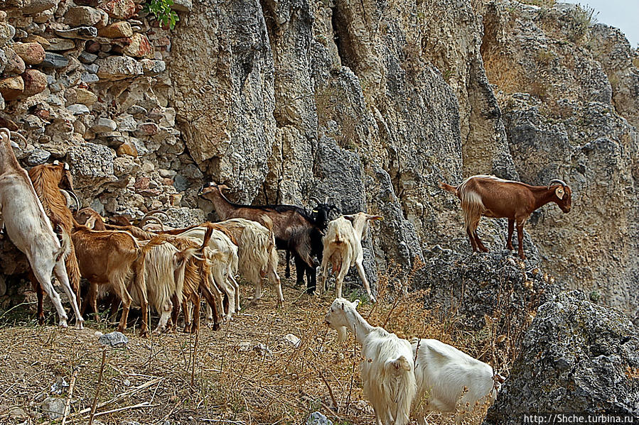 Козы штурмую стены крепости, одна стоит на стреме Сидорокастро, Греция