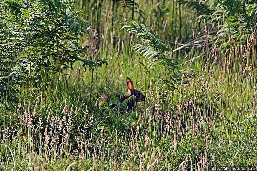 утром зайчики переодически попадаются на дорожке, но очень пуганные, сразу убегают в заросли Мерлаф Природный Парк, Великобритания