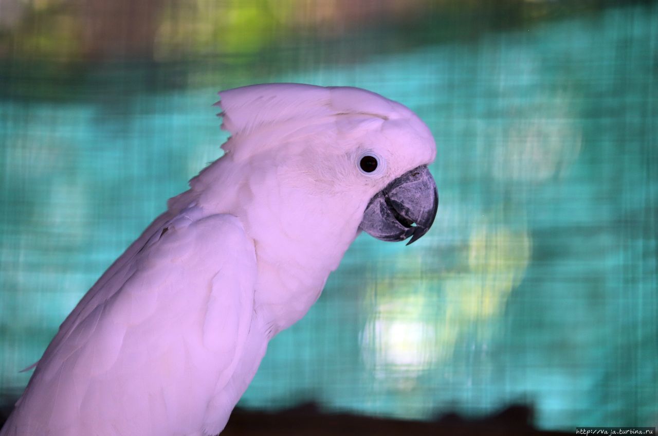 Зоопарк Янгона Янгон, Мьянма Зоопарк Янгона Янгон, Мьянма