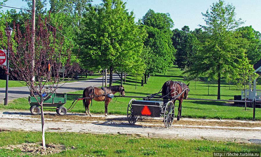 хозяева зашли в магазин, хозяева зашли в магазин,