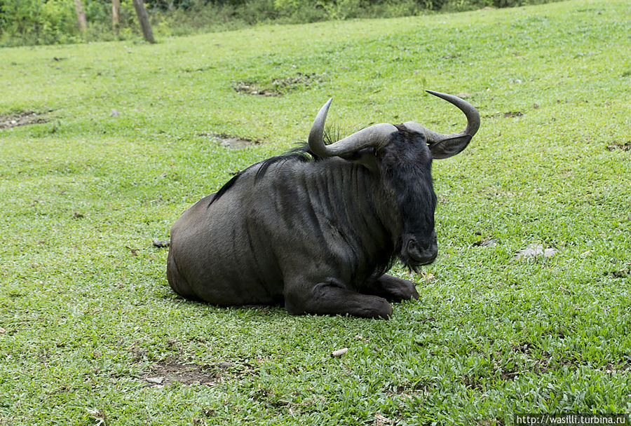 Антилопа Гну. Антилопа Гну.