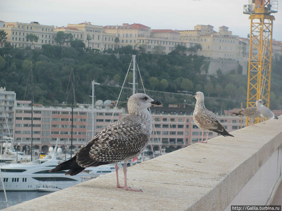 Чайки величиной с индюка. Монте-Карло, Монако