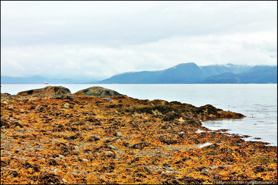Лофотены. Пейзаж с фукусом Острова Лофотен, Норвегия