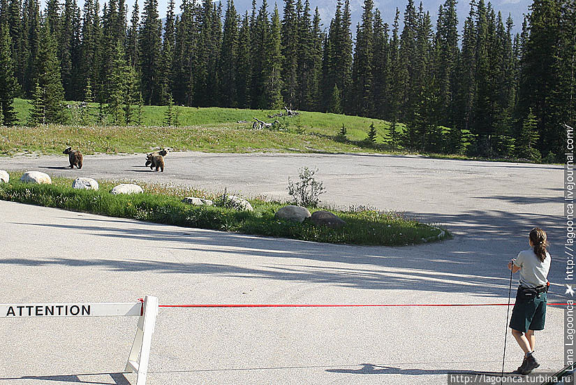 Стрельба в воздух. Мишки бегут назад в лес. Стрельба в воздух. Мишки бегут назад в лес.